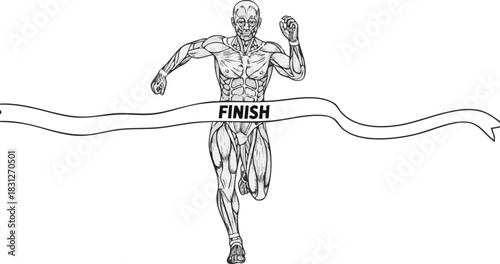 An anatomical illustration of a muscular human figure running and breaking the finish line tape in a race.