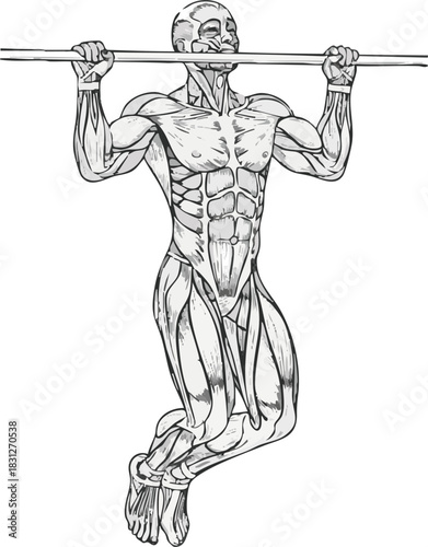Anatomical illustration of a man performing a pull-up, showing the active muscles of the upper body and core.