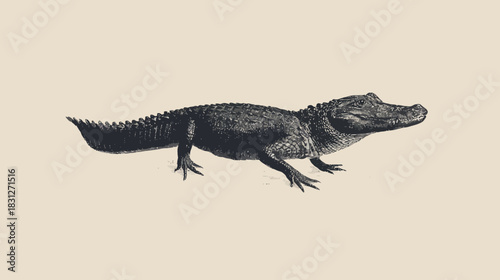 Vintage style engraving of an alligator, full body profile. Classic retro reptile illustration on a light background.