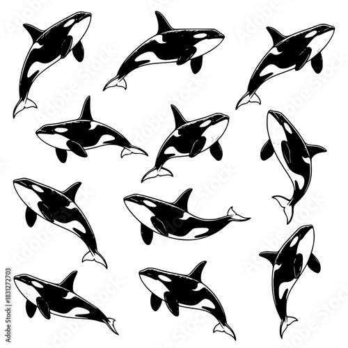 Black and white vector illustration set of orca killer whales in various swimming and jumping poses isolated on a plain white background for design.