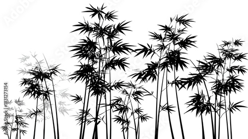 Black and white bamboo forest silhouette illustration with oriental plant stalks and leaves. Nature background graphic.