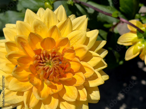 A view of a dahlia vancouver flower.