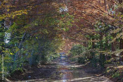 森のトンネルと小川