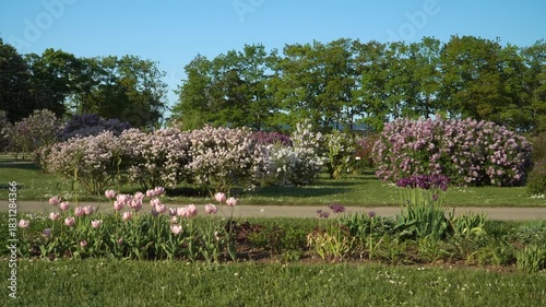 Wallpaper Mural Tulips and lilacs bloom in a landscaped spring garden in Dobele, Latvia, with vibrant colors, clear sky, and lush greenery creating a serene and radiant outdoor scene. Torontodigital.ca
