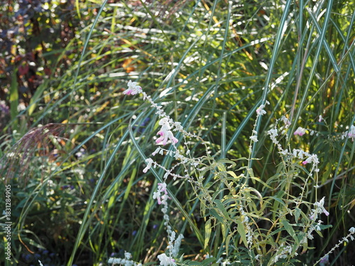 サルビア　レウカンサ