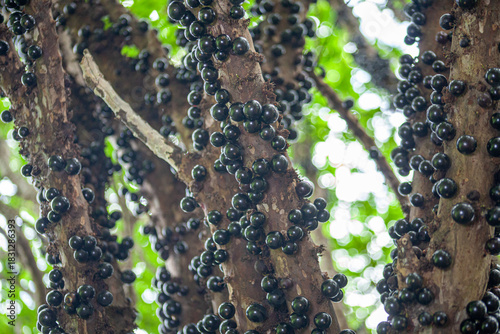 Exotic Richness: Jabuticaba Trunk Loaded with Fruits