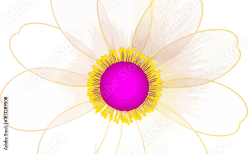 Close up of a vibrant pink and yellow flower center with delicate white petals.