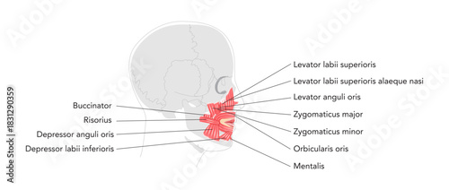 Oral muscles anatomy diagram, labeled structures include orbicularis oris, zygomaticus major, zygomaticus minor, risorius, buccinator, mentalis, levator labii, depressor oris, educational reference