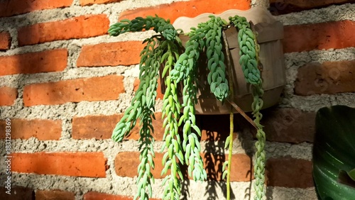 Green Trailing Succulent: Donkey's Tail Plant for Indoor Gardening and Unique Botanical Concepts