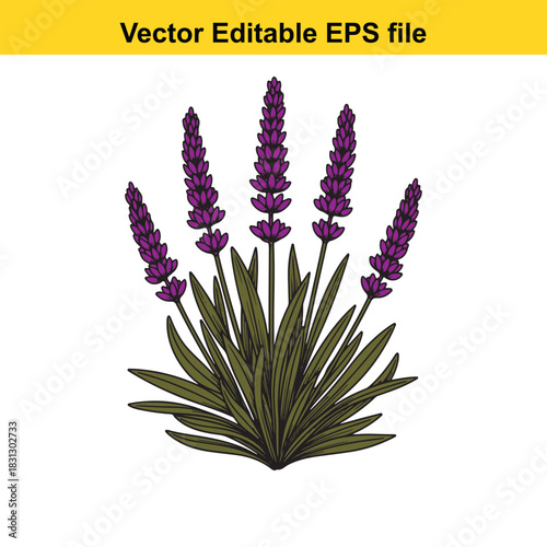 Hand drawn illustration of a lavender plant with five purple flower spikes and green foliage, isolated on white background