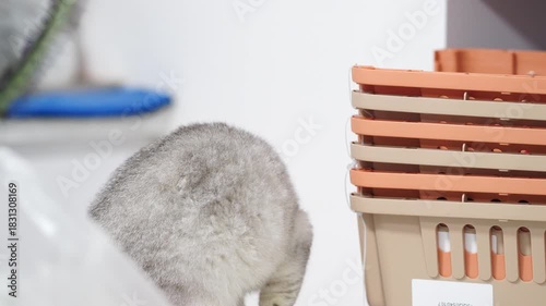 Curious gray cat explores cozy indoor space filled with storage baskets, its soft fur contrasting with warm tones, creating serene atmosphere full of charm and playfulness