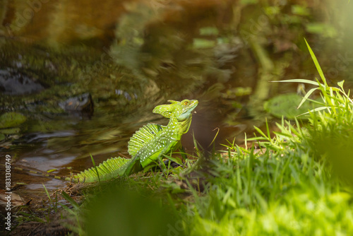 Green basilisk by the river in the tropical forest