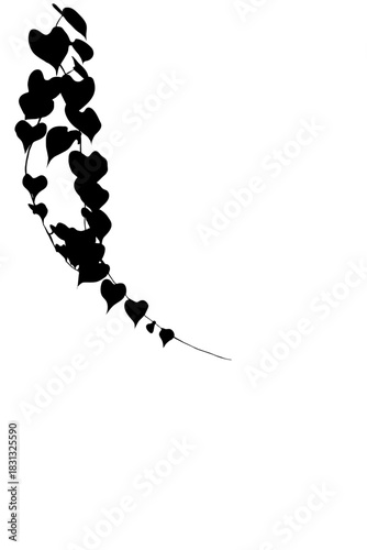 Elegant black silhouette of a creeping vine with distinctive heart shaped leaves, vertically arranged as a decorative border. Isolated background, this botanical graphic provides a clean.