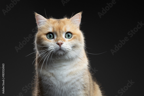 golden shaded british shorthair cat portrait