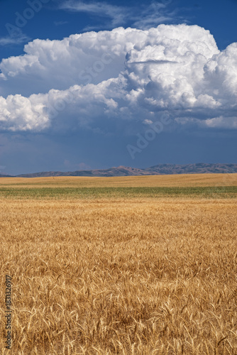 Idaho Grain Field With Distant Billowing Clouds