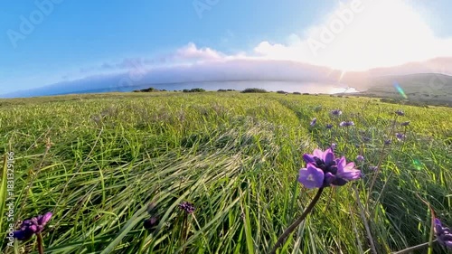 Purple Blossom and Grasses in front of Ocean in Channel Islands National Park