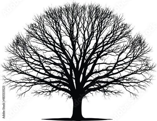 Large winter tree with bare branches silhouette vector illustration, detailed natural graphic, deciduous or oak tree without leaves, seasonal element for 