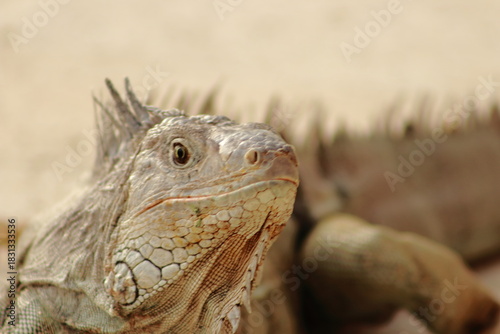фотографія Detailed close-up portrait of a green iguana showing textured skin and crest spines