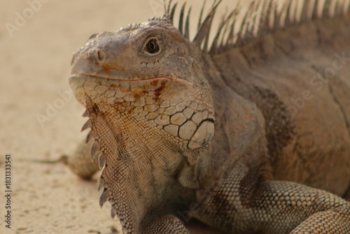 Принти на полотні Detailed close-up portrait of a green iguana showing textured skin and crest spines
