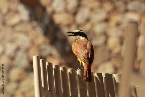 Great kiskadee bird calling perched on a fence with open beak in sunny light