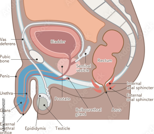 男性の生殖器のイラスト_Male reproductive organs
