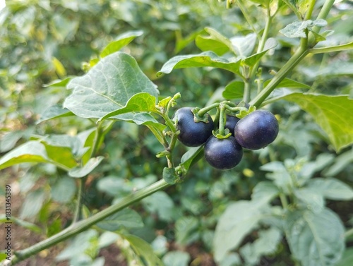 American black nightshade fruit (Solanum americanum) still on tree in organic plant garden	