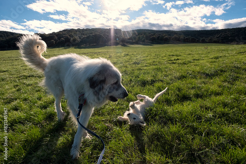 Mastiff and Puppy Playing in Meadow