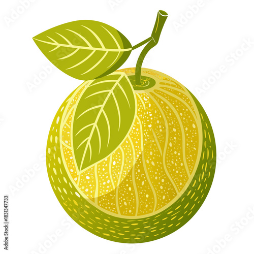  pomelo silhouette vector on white background