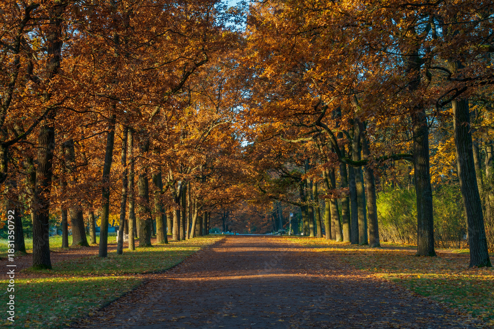 Naklejka premium Ramp alley in the Catherine Park of Tsarskoye Selo on a sunny autumn day, Pushkin, St. Petersburg, Russia