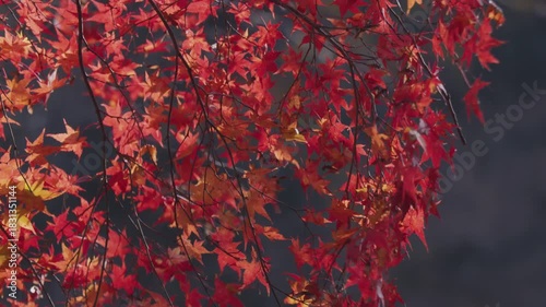 青空に映える美しい紅葉 Autumn Foliage Against a Clear Blue Sky