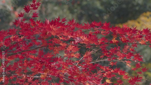 青空に映える美しい紅葉 Autumn Foliage Against a Clear Blue Sky