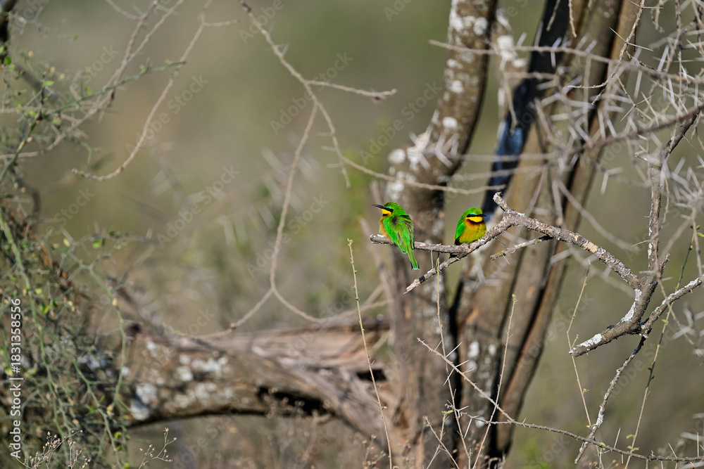 Naklejka premium Little Bee-eater aka Merops pusillus