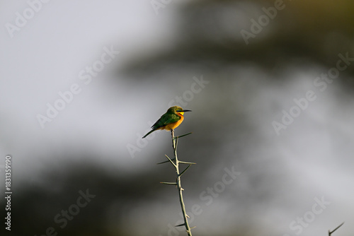 Little Bee-eater aka Merops pusillus 