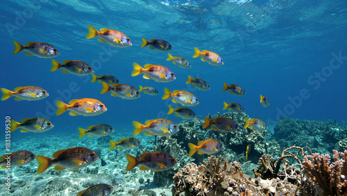 Underwater schooling fish in coral reef tropical ocean marine life photography clear water vibrant colors