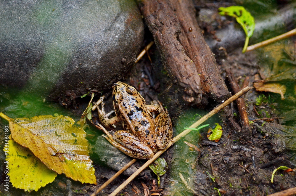 Fototapeta premium Northern Red-legged Frog (Rana aurora) near Massett on Haida Gwaii, BC, Canada