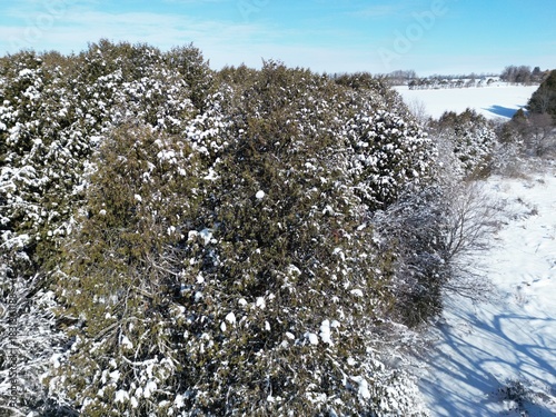 winter landscape with snow
