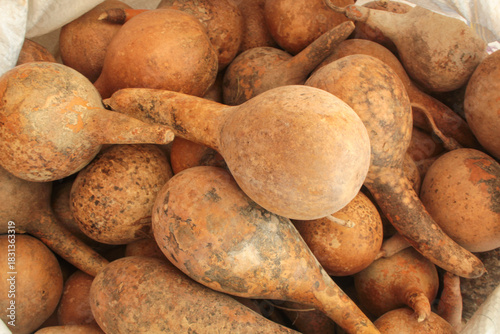 Obraz na płótnie Various glossy gourds or pumpkins, the dry, hard, hollow fruit of the Lagenaria siceraria,  plant used to make containers and handicrafts in Belém, Pará