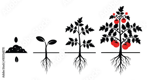 Tomato plant growth stages vector illustration infographic art
