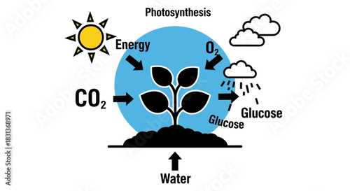 Understanding photosynthesis process diagram for education use