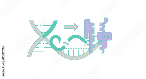 Crispr Cas9 gene editing concept for modern medicine and biotechnology innovation, showing DNA strand and enzyme action in a clean, scientific design