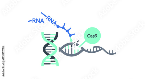 CRISPR gene editing concept with DNA and Cas9 enzyme, showcasing genetic engineering and biotechnology research for medical innovation and scientific advancement