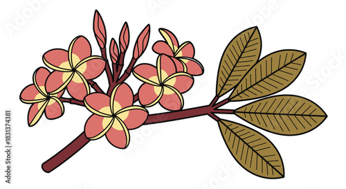 Illustration of plumeria flowers and leaves on a white background