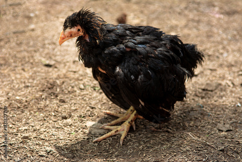 The black native chicken is sick and has swelling around its eyes