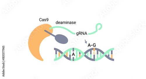 CRISPR gene editing concept showing Cas9 protein interacting with DNA, offering a visual for science, medicine, research, and biotechnology projects.