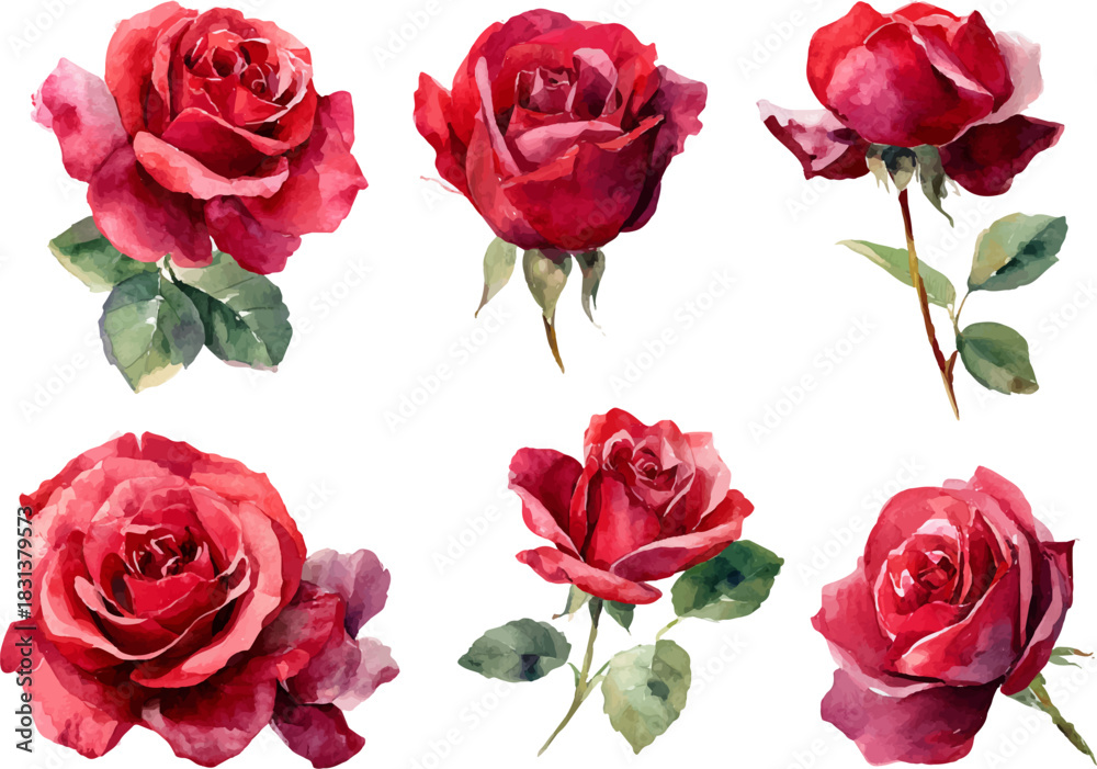 Fototapeta premium collection of red roses