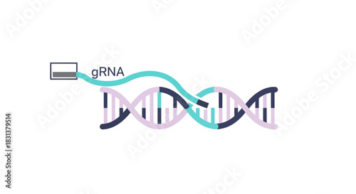 Innovative CRISPR technology with gRNA editing DNA strands for advanced gene therapy and scientific breakthroughs in molecular biology research