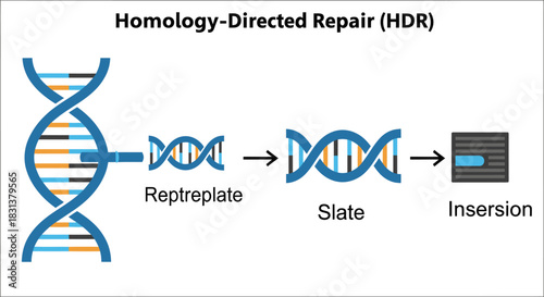 Modern DNA repair visualization showing Homology-Directed Repair process for scientific and medical use cases for publications and presentations