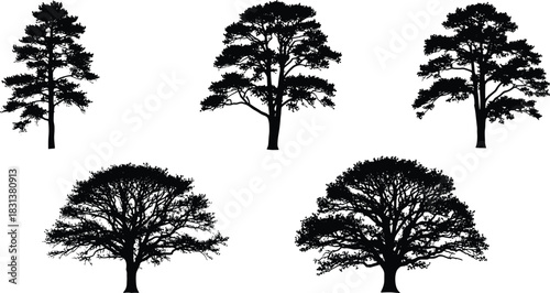 Tree silhouette clipart, black vector trees, nature icons, forest design elements, botanical graphics, landscape illustration, species comparison, white background