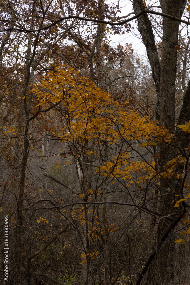 Fototapeta premium The Season Turns