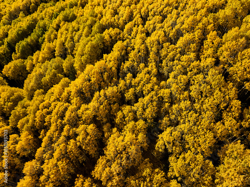 Top down abstract view of golden aspen trees